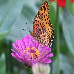 ��ɣ����