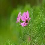 ��ɣ����